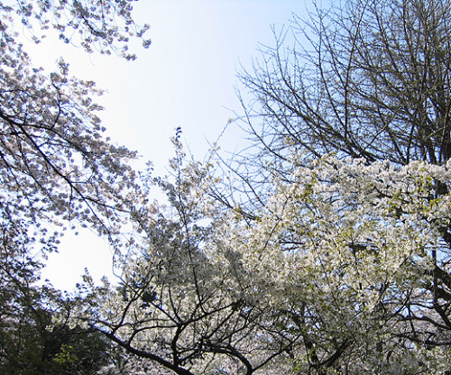 2012sakura03.jpg