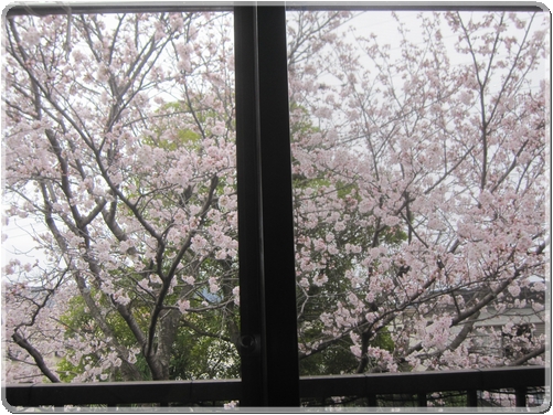 1848わが家の桜_1848.jpg