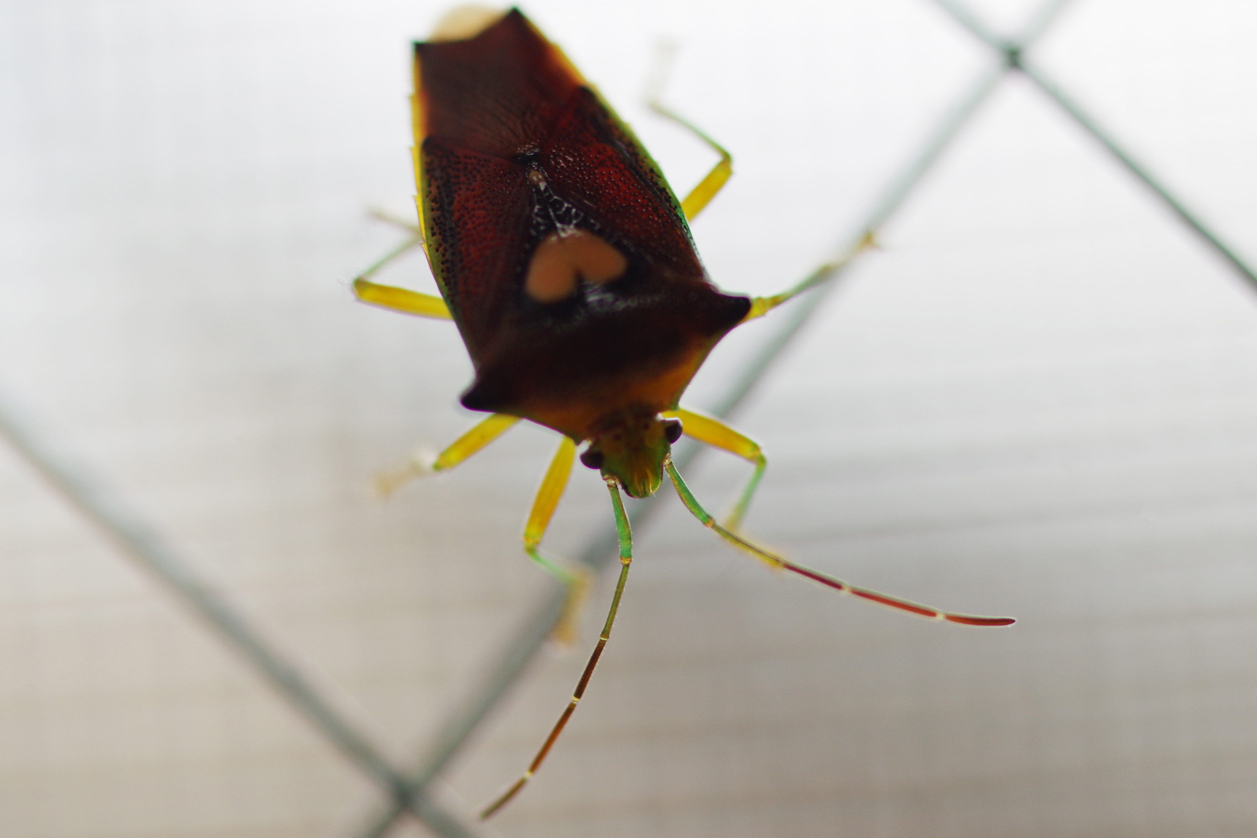 エサキモンキツノカメムシ