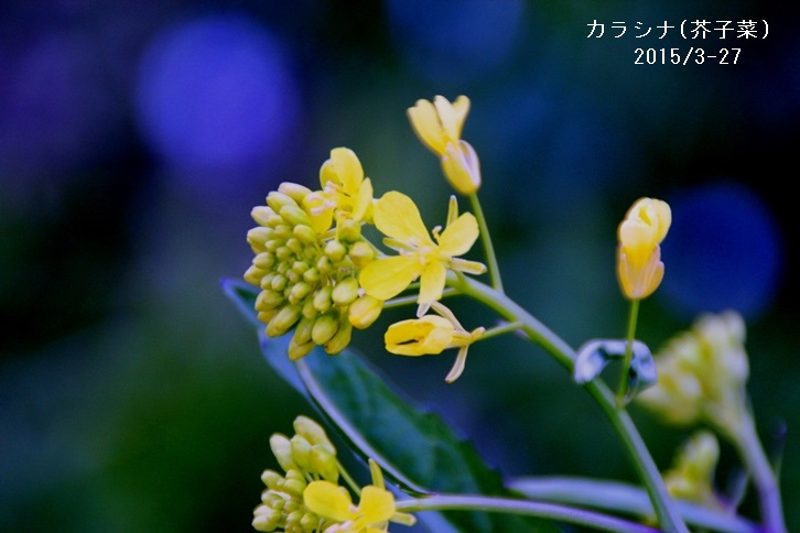カラシナ.jpg