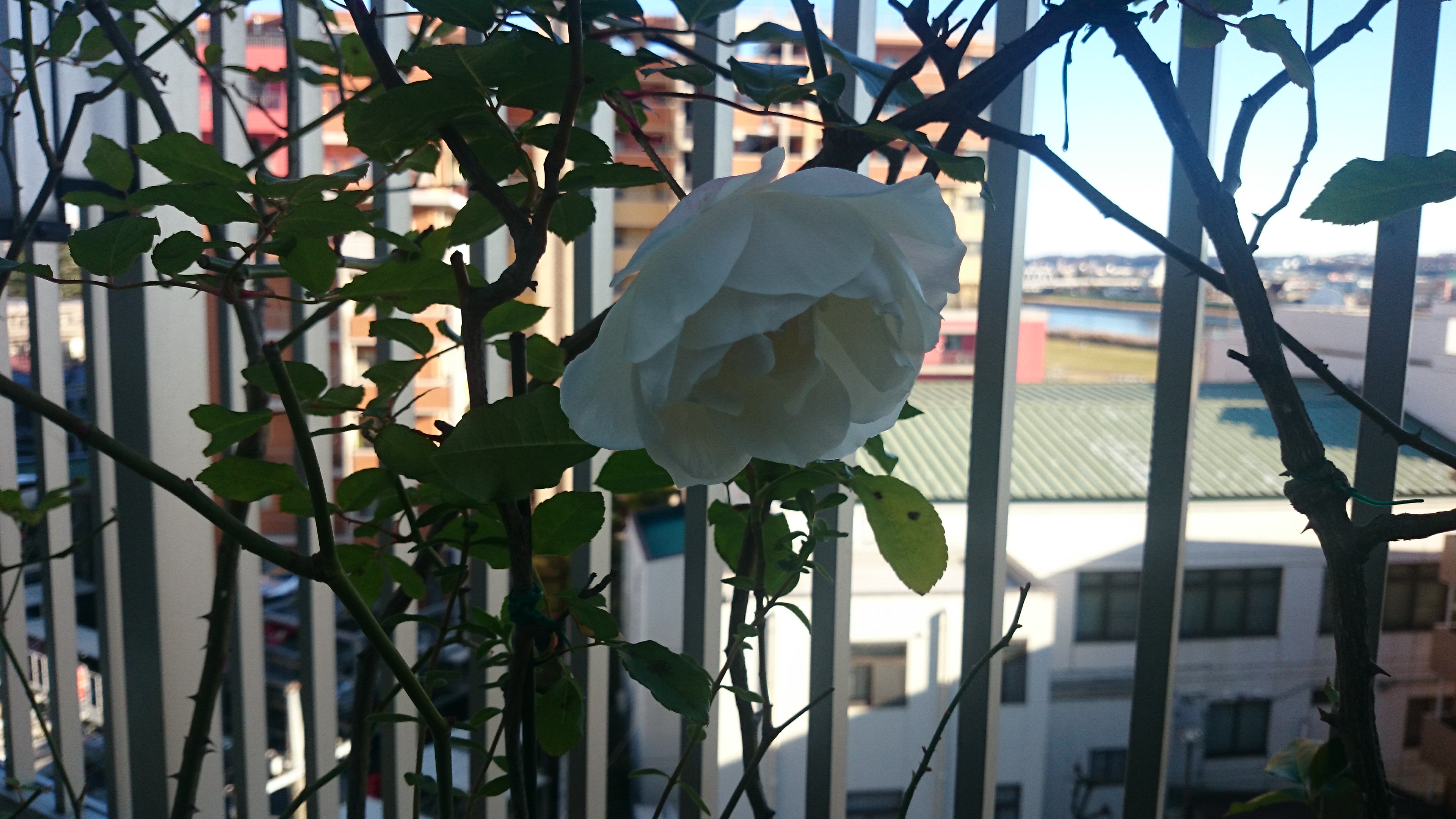 DSC_0378.JPG