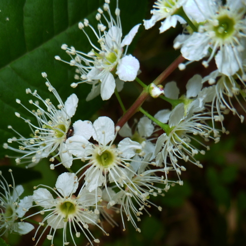 田代山の花720140524.jpg