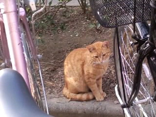 ピンクの自転車と猫2016