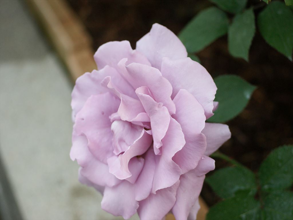 DSC05368_R.JPG