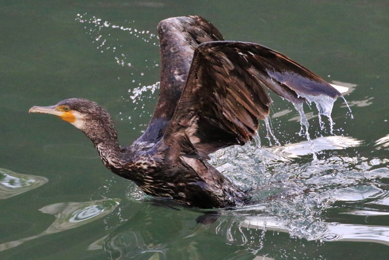 P95A0373 (800x535).jpg