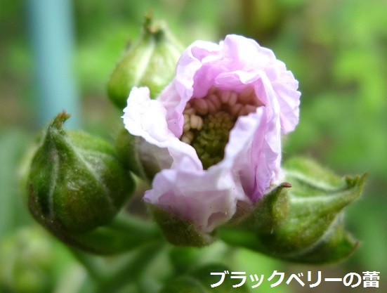 P1040848-002.JPG