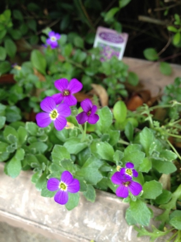 IMG_9150 (480x640).jpg