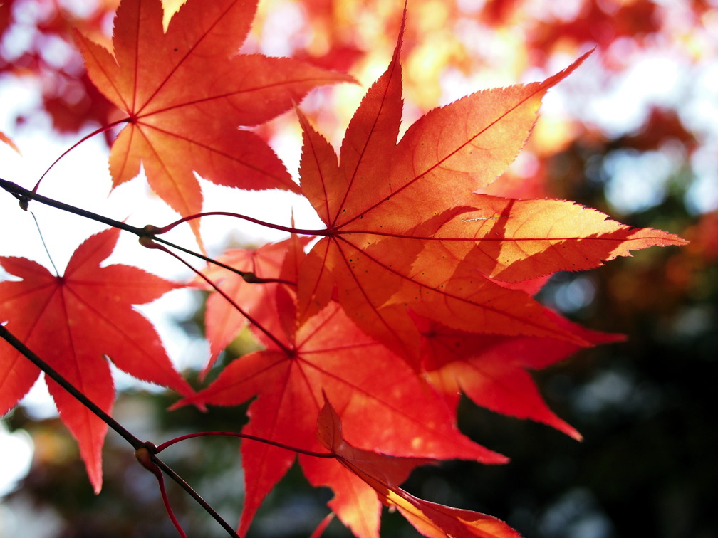 タウシュベツのモミジ