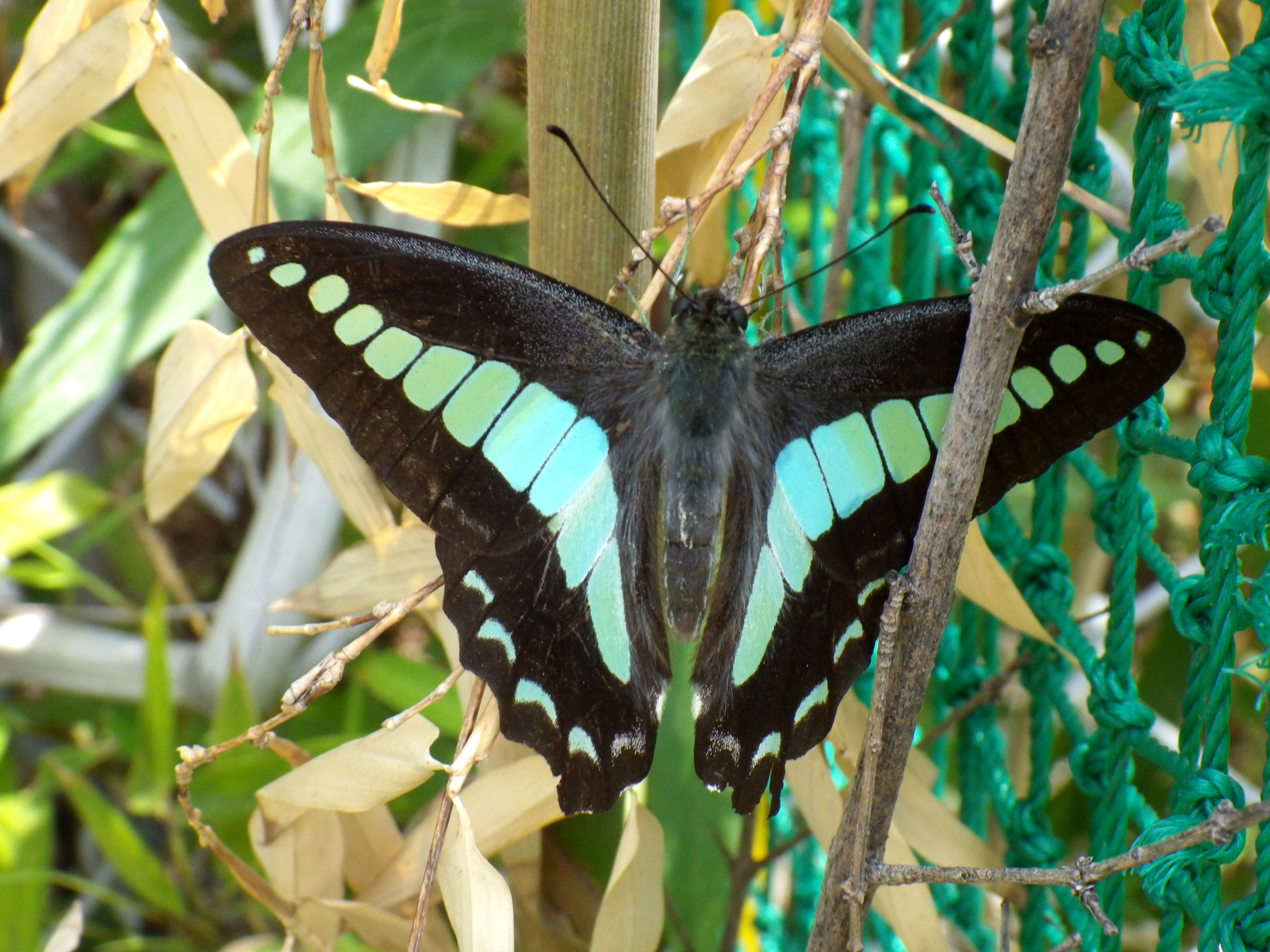 アオスジアゲハ