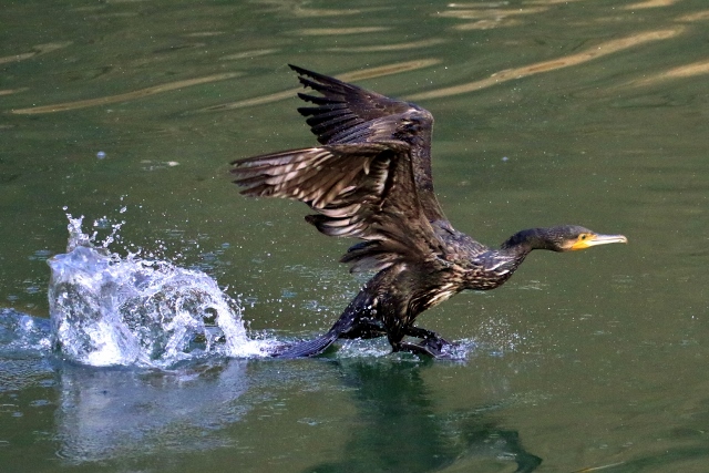 P95A2949 (640x427).jpg