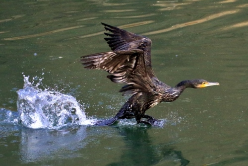 P95A2949 (640x427).jpg