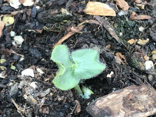 丸オクラ　発芽