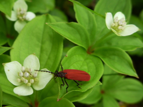 笠ケ岳の生き物201307113.jpg