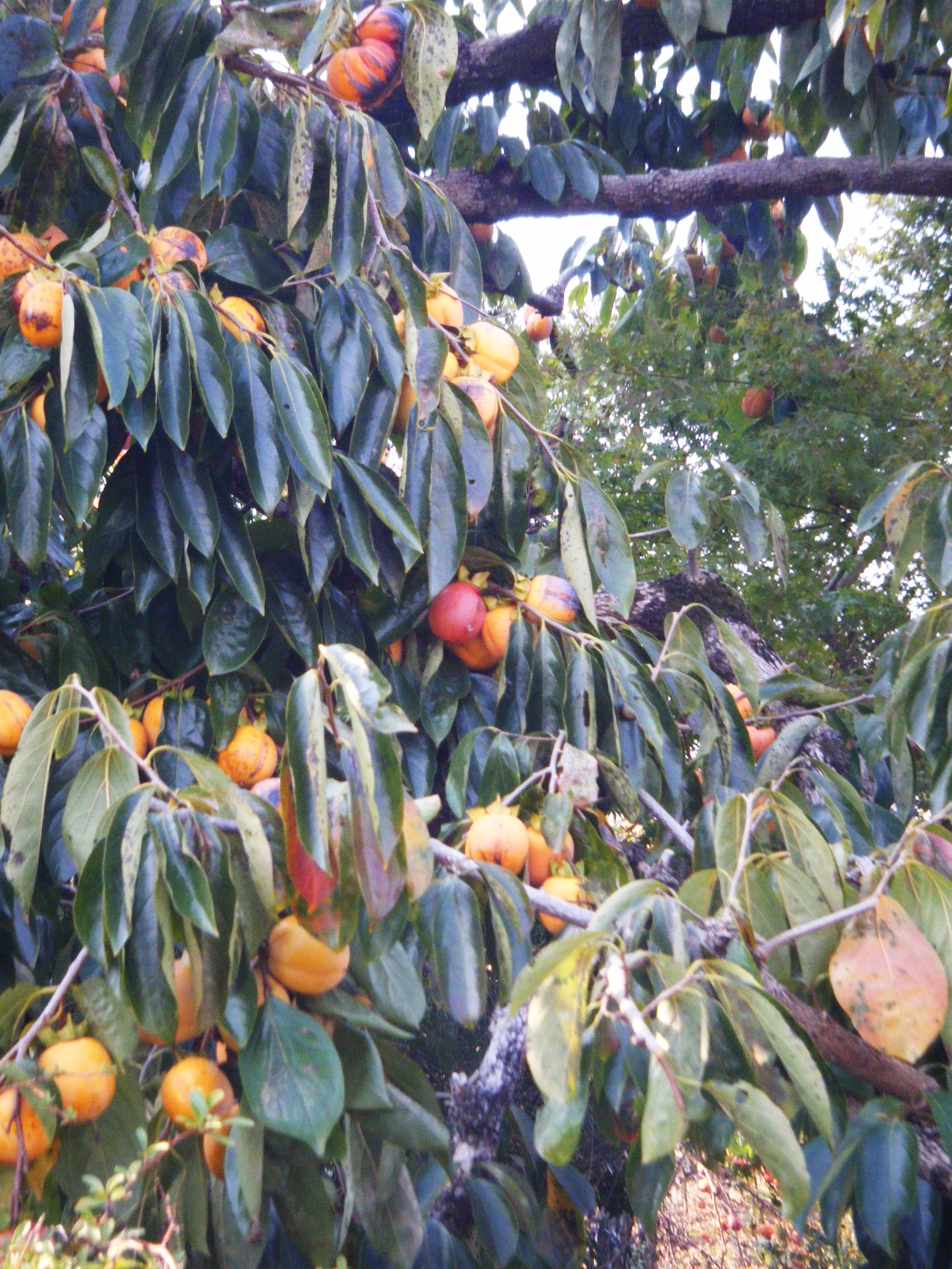 DSCF1433.jpg