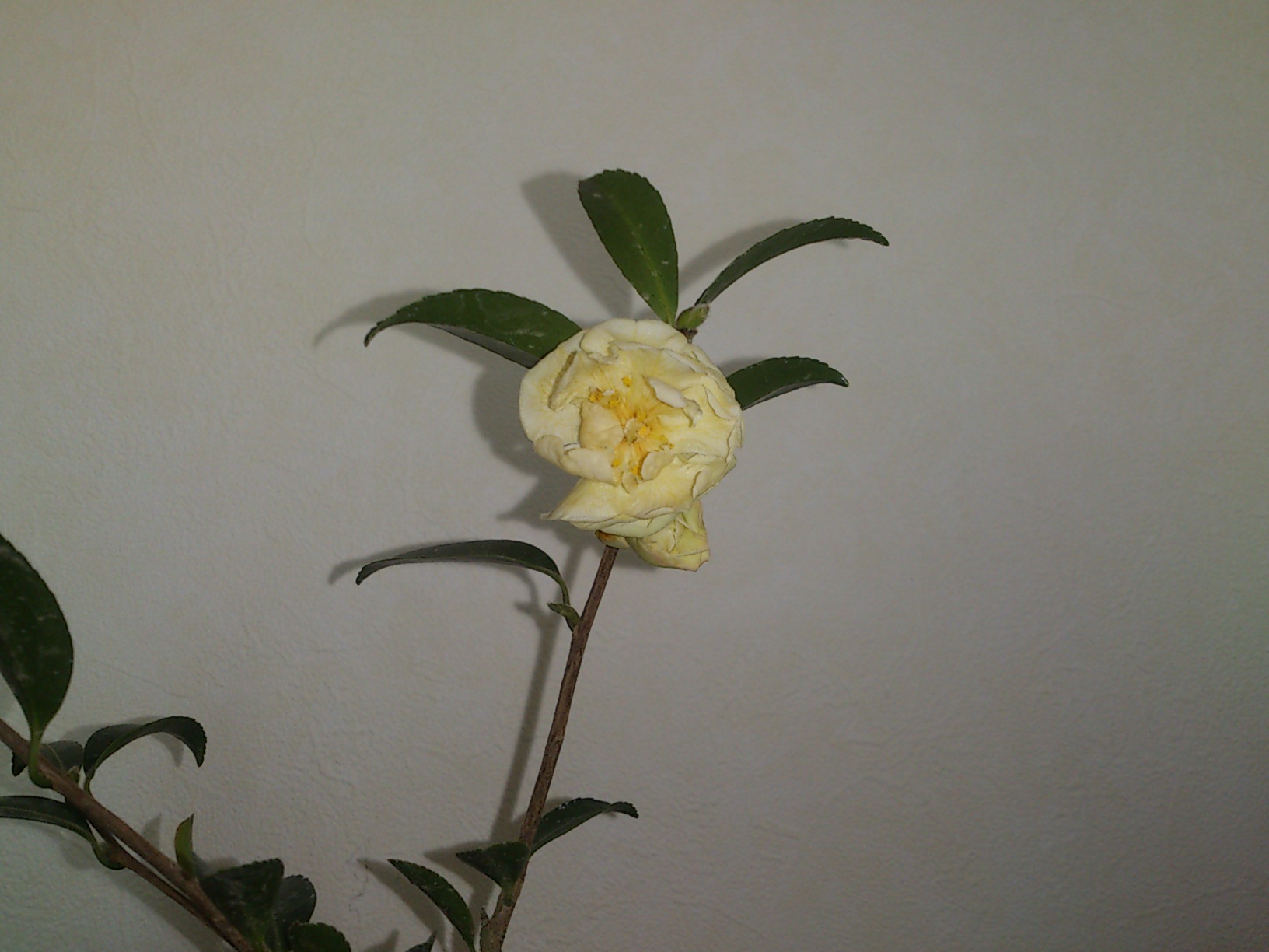 山茶花　姫白菊