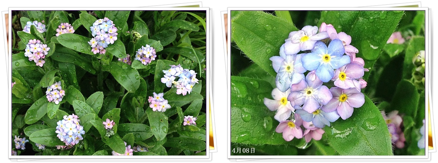4月8日忘れな草雨2枚cats.jpg