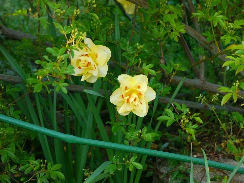 お庭は花盛り10.jpg