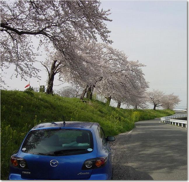 19桜の堤