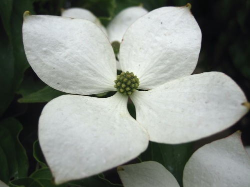 ヤマボウシの花が咲いています 白い花びらのように見えるのは 総苞片です 本当の花は 4枚の花びら 4本の雄しべ 真ん中に雌しべがある小さな花です しろうと自然科学者の自然観察日記 楽天ブログ