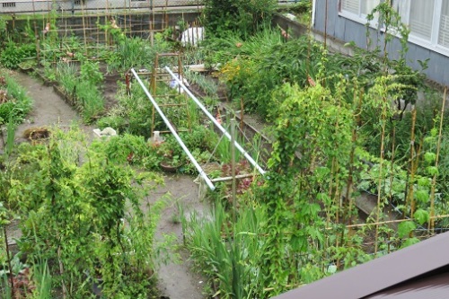 150608雨の菜園風景.jpg