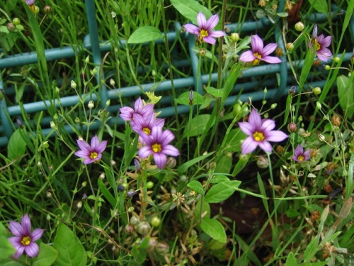 ニワゼキショウの花 北アメリカ原産の帰化植物で 明治中期に花卉として渡来し 全国に広く帰化しています しろうと自然科学者の自然観察日記 楽天ブログ