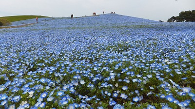 ひたち海浜公園 045.jpg