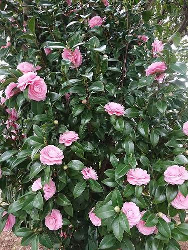 2018 3 20 (10).jpg