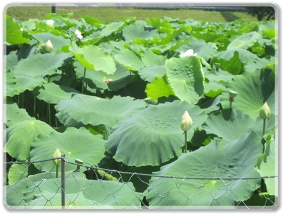 0678蓮の花_0678.jpg