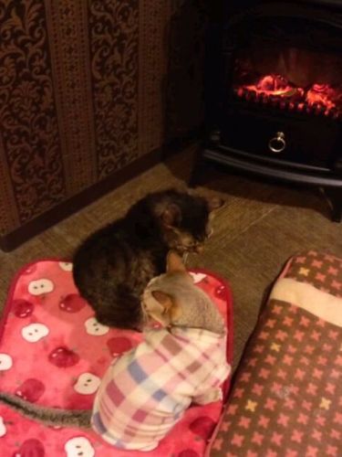 寒がりさんたち