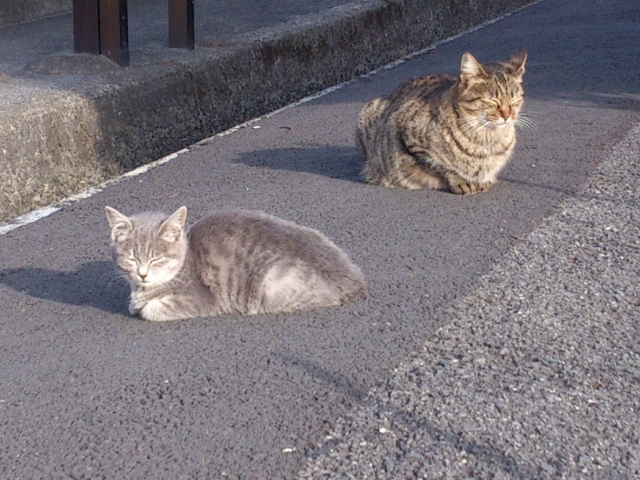 ねこ 018.jpg