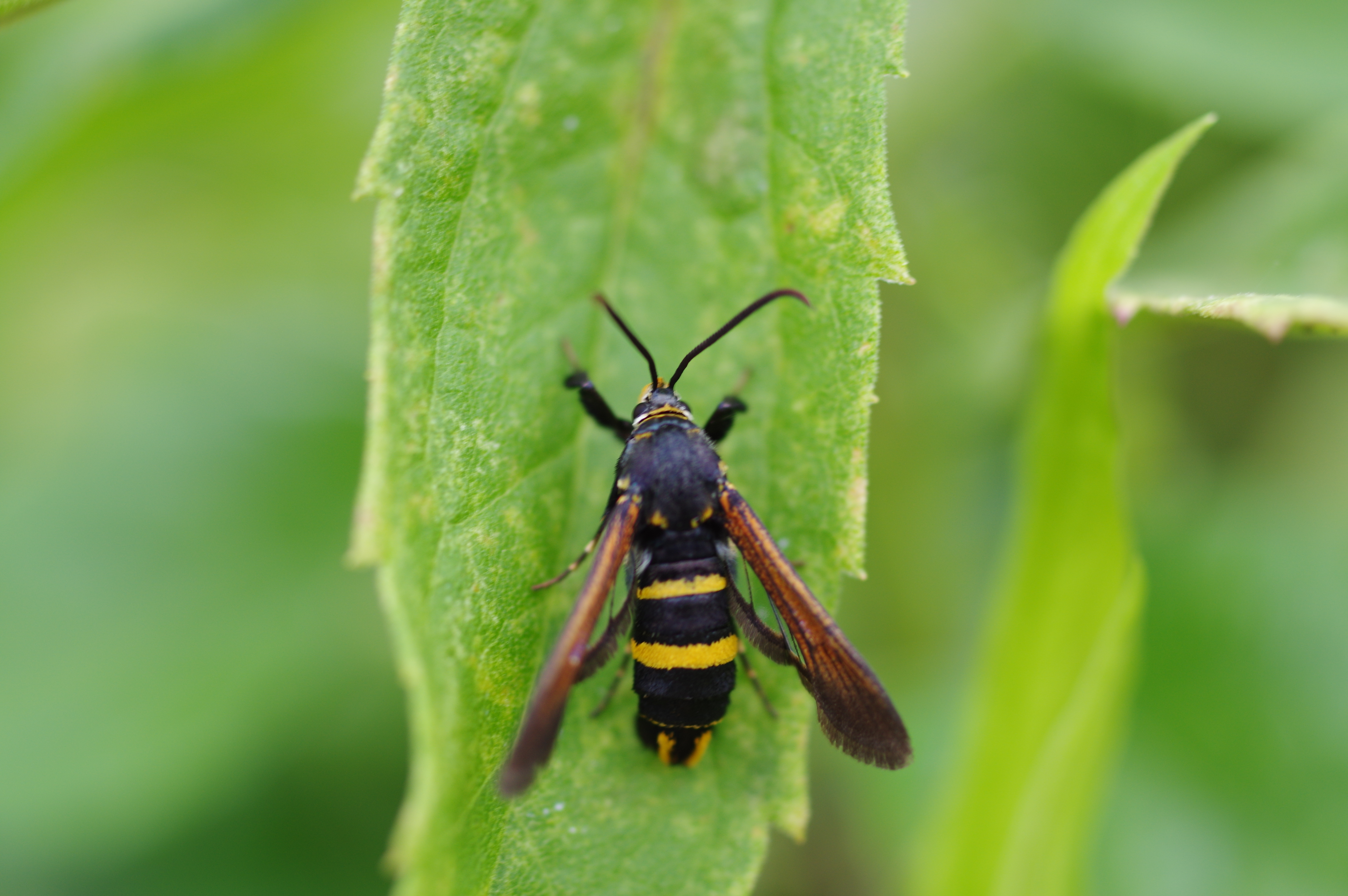 ヒメアトスカシバ