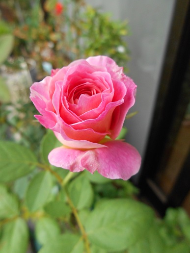 DSCN1652a.JPG