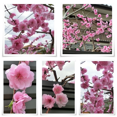 花桃１.jpg