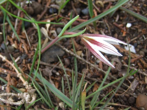 アマナの花を詳しく観察しました アマナの花言葉は お天気屋 で 陽があたると開花し陽がかげると閉じてしまいます しろうと自然科学者の自然観察日記 楽天ブログ