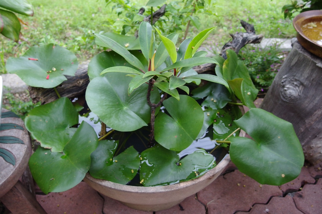 IMGP1899 (1024x683).jpg