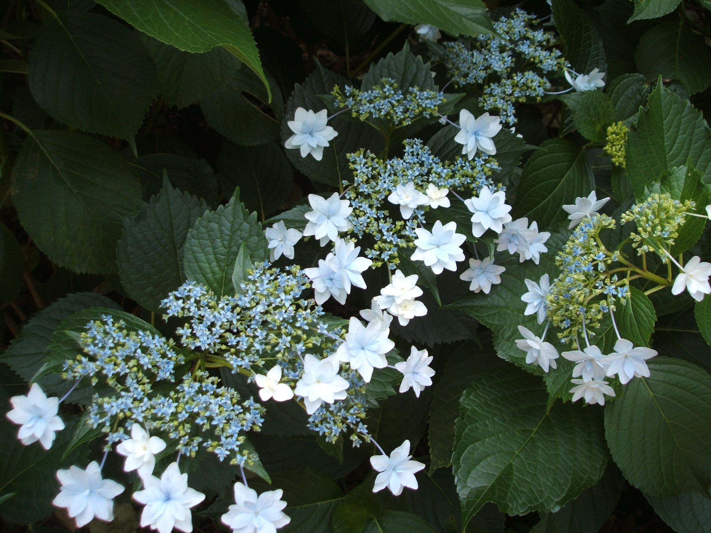 DSCF3636.JPG