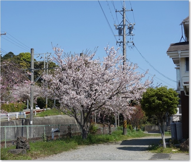 24むくろし横の桜