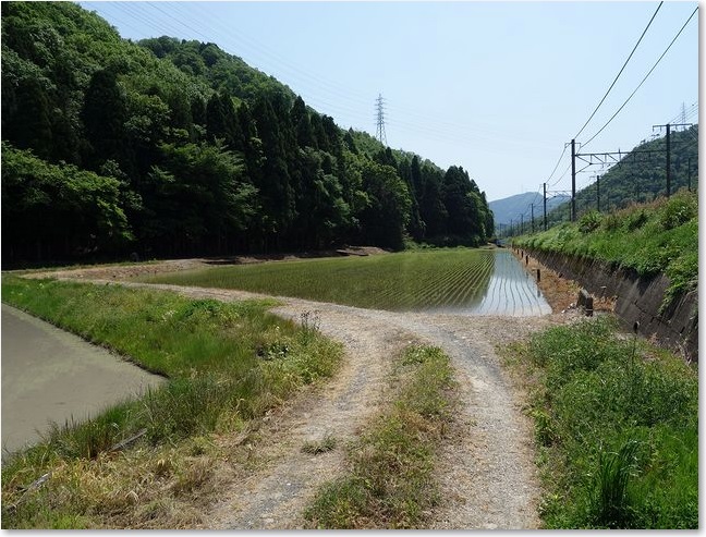 24田んぼをまわって