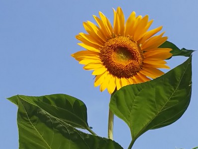 空をバックに向日葵（横）2020.jpg
