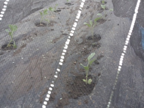 03徒長したブロッコリーとカリフラワーの苗を定植