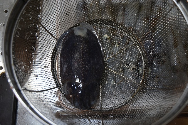 showPhoto (640×426)