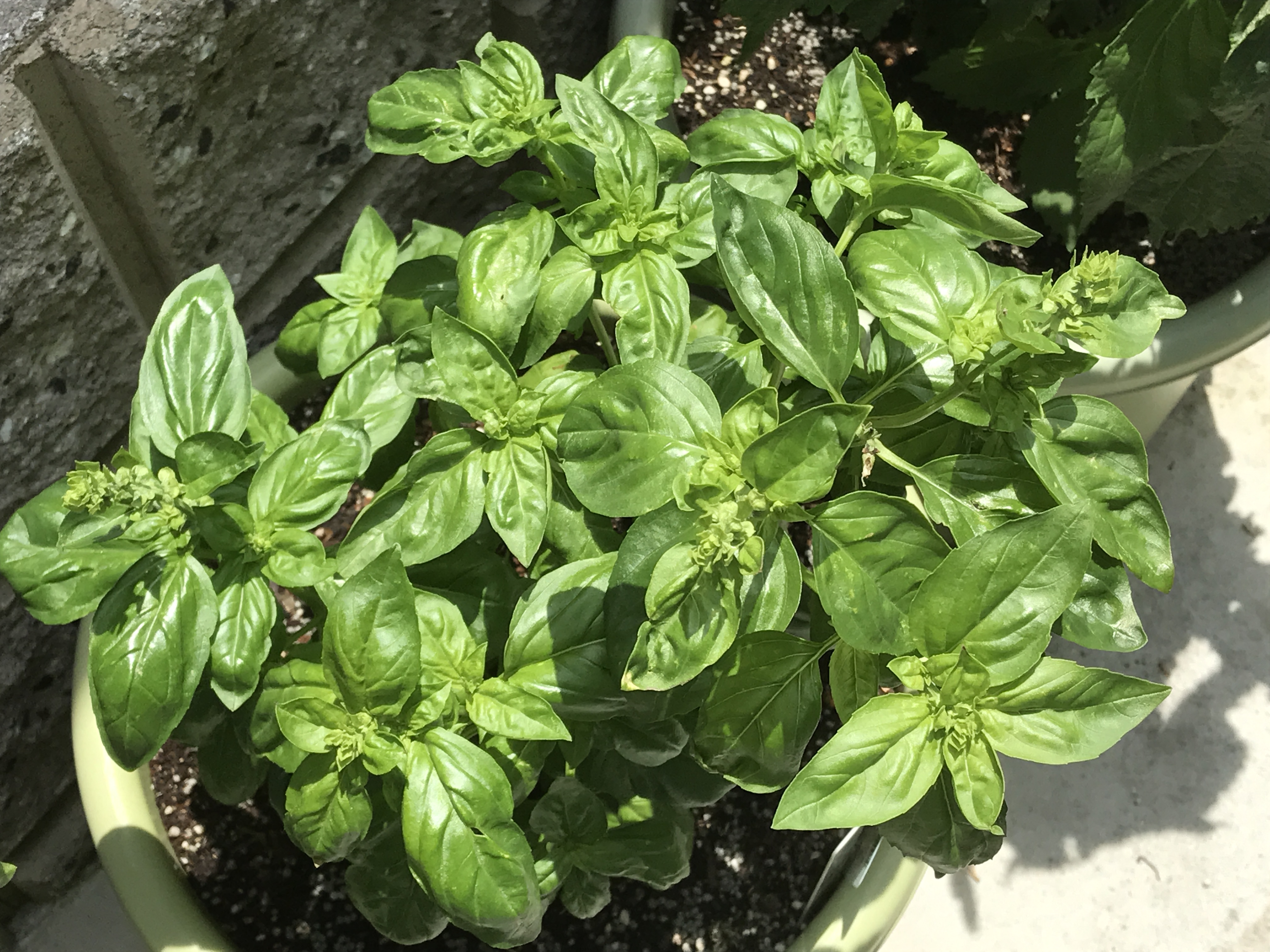 バジル　1