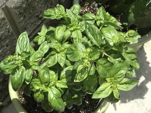 バジル　1