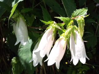 ホタルブクロ2017_日陰