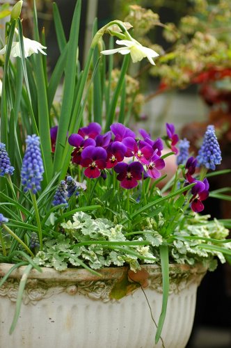 ウルトラマリンの寄せ植え