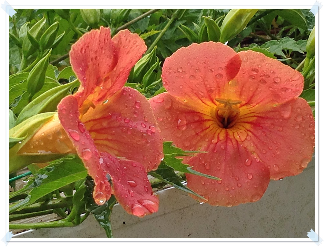 iPhone_2015-06-26_12-47-52.JPG
