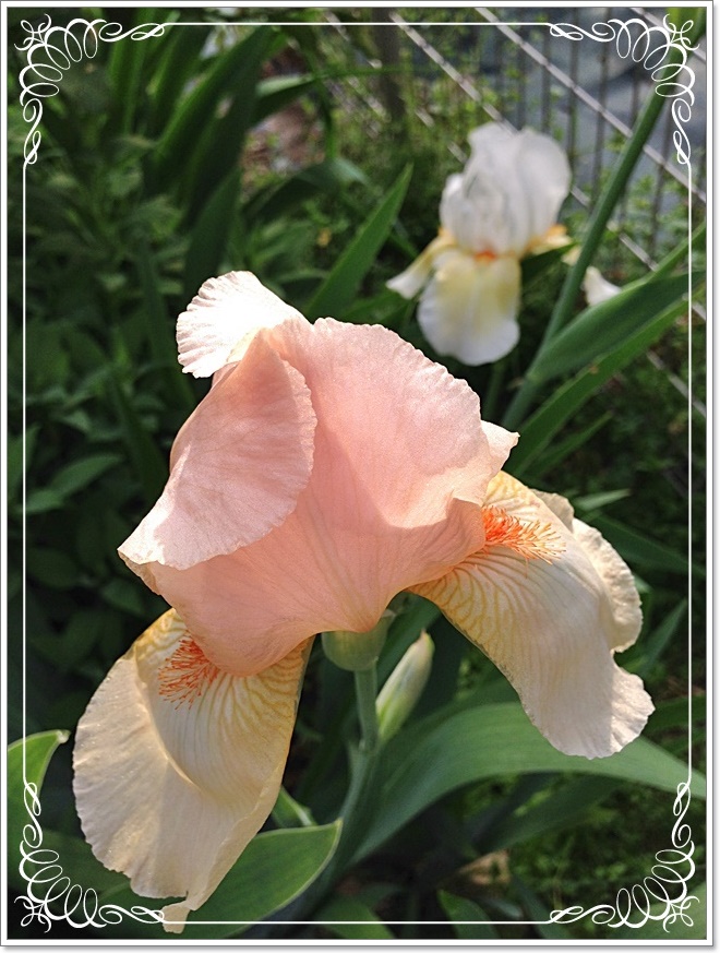 iPhone_2015-05-03_06-44-22.JPG