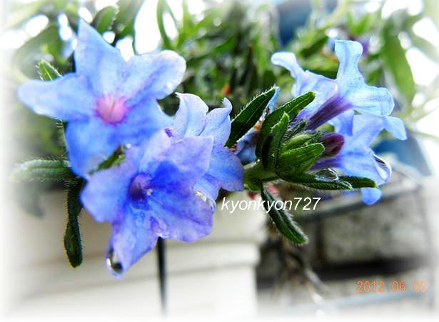 ミヤマホタルカズラ・ブルー5