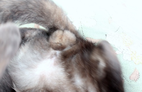 手術直前 (7).JPG