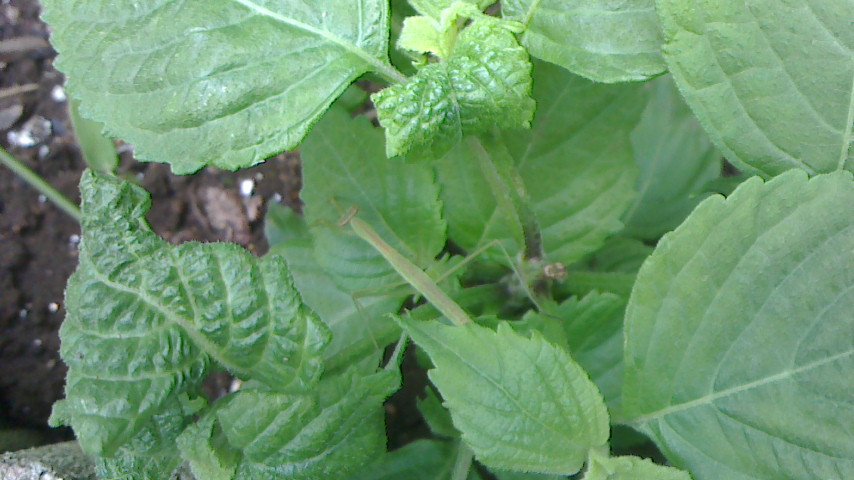 NEC_0055.JPG